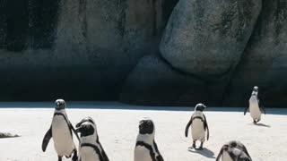 Penguins Walking