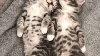 kitten siblings sleeping