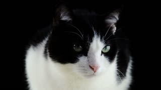 Gato preto e branco