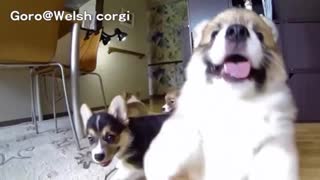 Dog Funny Videos 2021