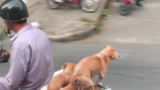 Riding Along with Puppy Dog Passengers