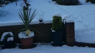 Snow covered garden