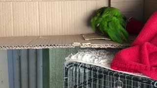 Vibrant Bird Plays with Cup