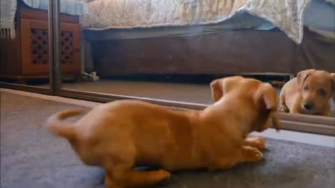 Cute Puppy play with self Mirror Image