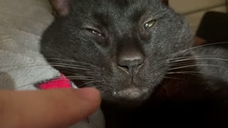 Cat sleeping while drooling, so cute