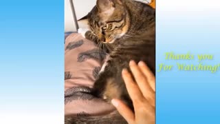 Compilation Cute Pets And Funny Animals 2021