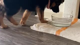 Puppy Bites at Water in Bowl