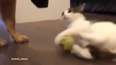 funny cat and dog video