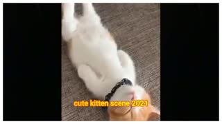 Very Adorable kitten scene Funny cat video