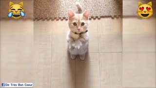 little cat dancing too cute