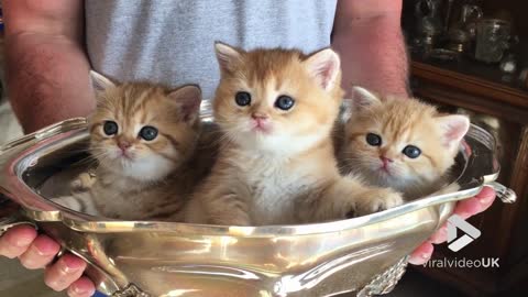 Bowl of Kittens