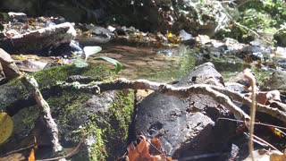Kratzinger Hollow Creek Sounds Trickling Water ASMR Trigger Noises Mossy Rocks Satisfying Whispering