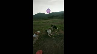 Funny Dog Team playing a game outdoor