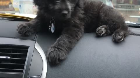 Owner makes kissy noises at small black dog laying on car dashboard