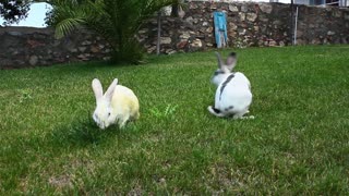 Bunny Rabbits Eating Together (Animal)