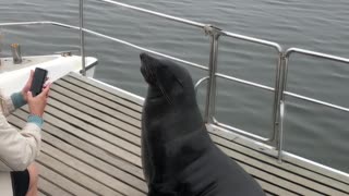 Seal Makes Himself Comfortable On a Boat in Namibia