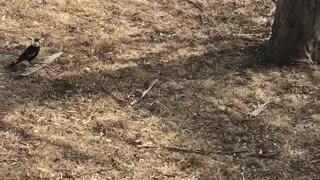 Magpie Chases Brown Snake Away