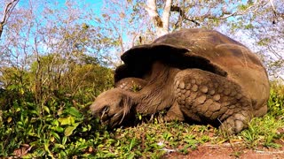 Galapagos tortoises make world headlines after unbelievable discovery