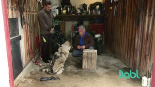 Aggressive German Shepherd BITES