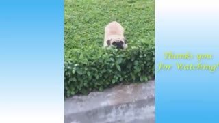 Cute pets compilation videos
