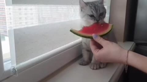 The cat eats a watermelon with appetite.