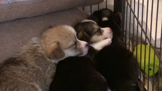 Cute puppies sleeping together