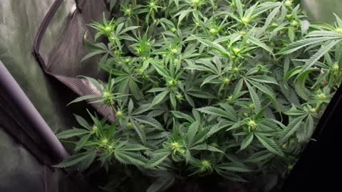 Marijuana Grow Show Update - Peyote Gorilla - SSSDH x 9lb Hammer Breeding Project
