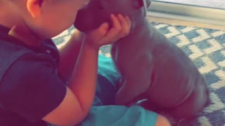 Little boy totally in love with new pit bull puppy