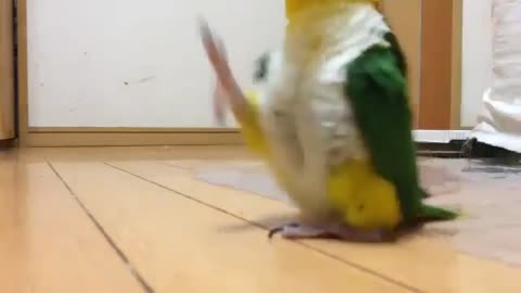 Parrot stomping