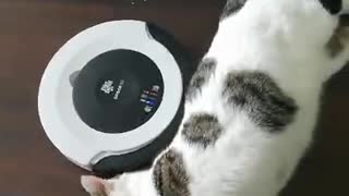 Cat Plays with Robot Vacuum