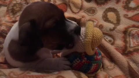 puppy jack russell terrier breaks his first toy
