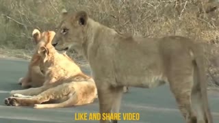 Wild animal attack