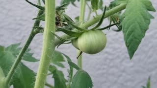 First new tomatoes
