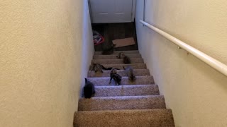 Kittens and stairs