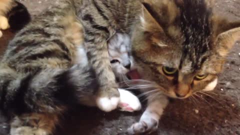 This Cat Mom Protects Her Cutie And What She Does Is Amazing!
