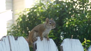 A eavesdropping squirrel