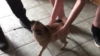 Pug Excited to Meet New Best Friends