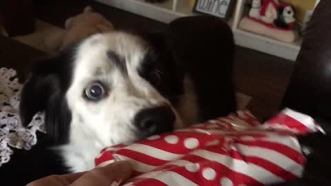 Gentle pup delicately unwraps present on Christmas morning