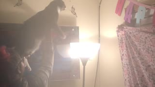Family uses cat to catch bugs on ceiling