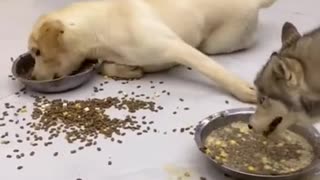 hungry cute dogs