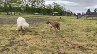 German Shepherd Attacks Pitbull [OFF LEASH DOG