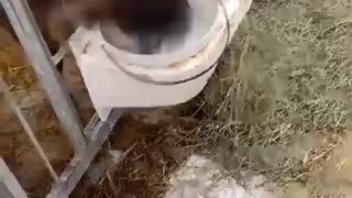 Calf Sends Milk Shooting From Its Nose