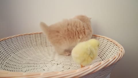 Kittens walk with a tiny chicken cats