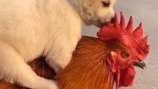 Cute puppy carried by a chicken
