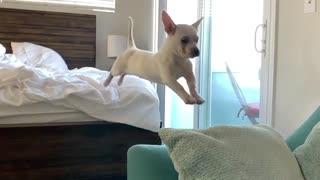 Fearless little puppy makes a big jump in epic slow motion