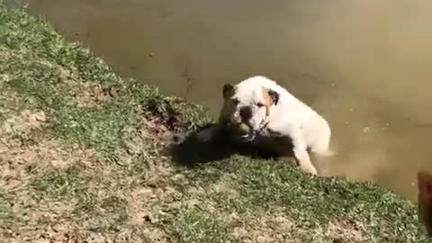 Decidido bulldog se mete al agua para atrapar una pelota