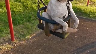 Dog Loves Getting Pushed on the Swings
