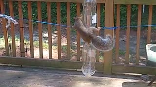 Squirrel Feeder Requires Extra Skill