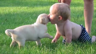 Baby and puppies Cute puppy funny of dogs