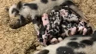 Mini pig sisters help raise each other's babies